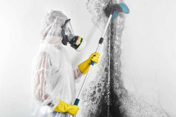 Best Mold Prevention Services  in Gray, GA