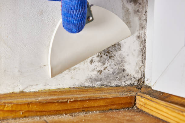 Best Real Estate Mold Inspection  in Gray, GA