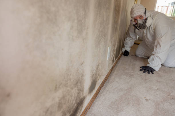 Mold Documentation for Insurance Claims in Gray, GA